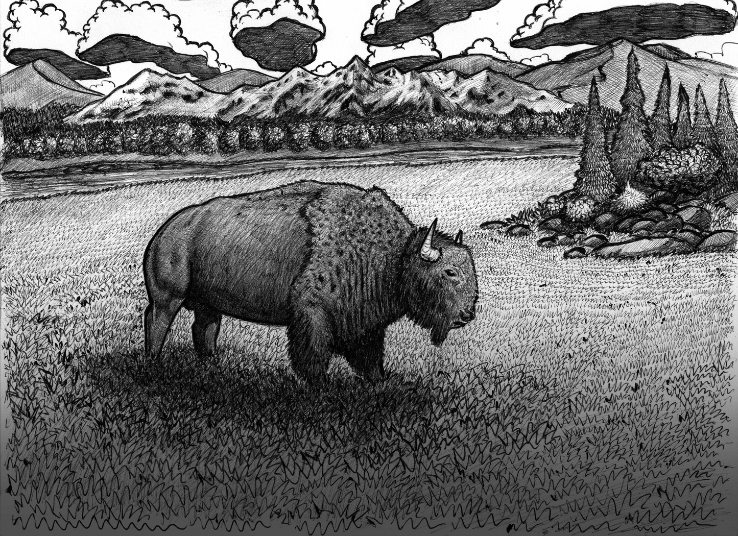 Bison